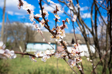 Garden of apricot trees in the village. April is beautiful. 