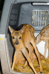 Roe deer fawn in a wildlife rescue center