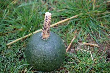Little gem rolet squash