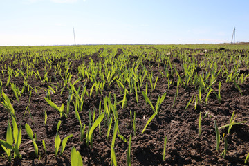 Young Wheat, Green Wheat Seedlings growing in a field. Ukraine, Cherkasy 