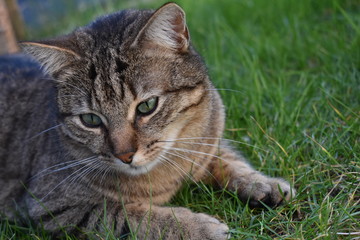 Hauskatze
