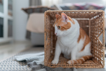 gato blanco y marron de ojos amarillos escondido dentro de una cesta de mimbre, mira hacia un lado