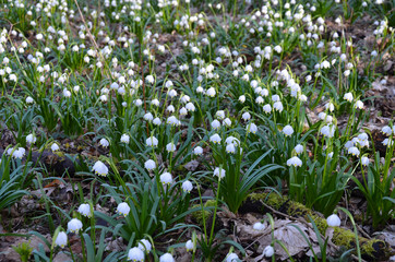 green, natur, blume, frühling, pflanze, gras, feld, wiese, weiß, garden, sommer, blatt, flora, aufblühen, wald, frisch, wild, lawn, blühen, jahreszeit, baum, landschaft, floral, frühlingsknotenblume, 