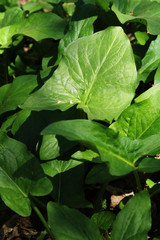 green leaves with water drops