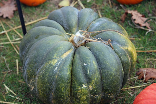 Musquee de Provence pumpkin squash