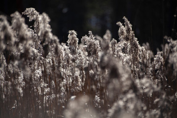 Dry grass background. Plants in the field