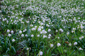 green, natur, blume, frühling, pflanze, gras, feld, wiese, weiß, garden, sommer, blatt, flora, aufblühen, wald, frisch, wild, lawn, blühen, jahreszeit, baum, landschaft, floral, frühlingsknotenblume, 