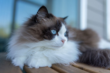 Cute Pet Pure Breed Cat in House