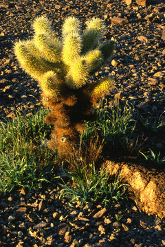 Teddy Bear Cholla Cactus, Arizona