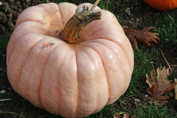 Porcelain doll pink pumpkin squash