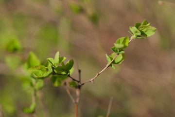 almost tree on a branch