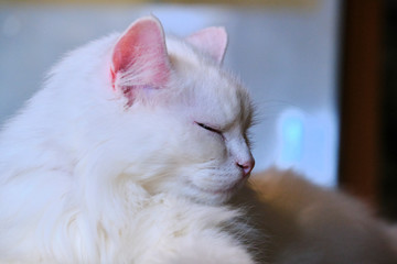 White cat lies close-up