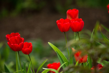 Fototapeta premium tulip red scarlet flower grass greenery stem spring summer bulb green