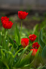 tulip red scarlet flower grass greenery stem spring summer bulb green