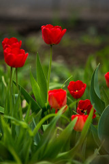 tulip red scarlet flower grass greenery stem spring summer bulb green