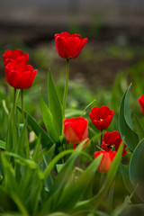 Obraz premium tulip red scarlet flower grass greenery stem spring summer bulb green