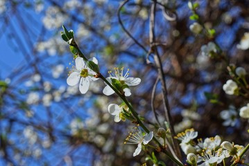 many white small blooming flowers on a thin branch of a cherry tree against a blue sky on a spring sunny day