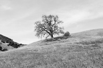 View of bare tree on grassy hill