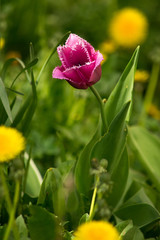 tulip fringe flower grass greenery stem spring summer bulb purple pink white green