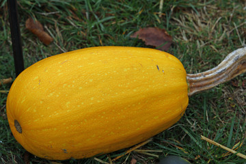 Squash vegetable spaghetti variety