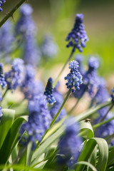 muscari flower bug blue insect bluish cyan green grass summer sun bulb spring