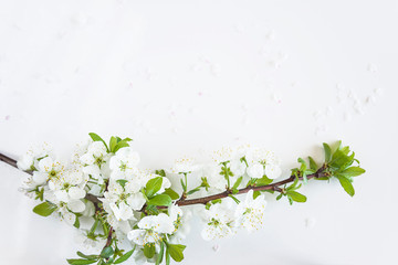 Plum's blossom on white background. Space for text