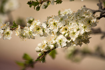 cherry flowers garden spring may white sakura petals stamens pistil pollen aroma bush tree