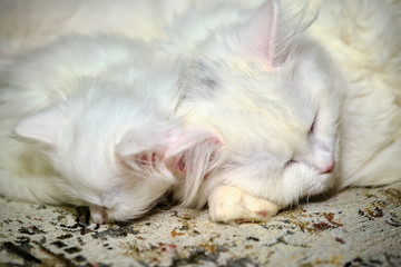 cats sleep close up