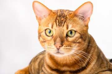 Portrait of a Golden Bengal cat isolated white background, front view