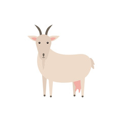 Goat vector flat illustration isolated on white background. Domestic animal. Farm animal goat cartoon character. Print for nursery.