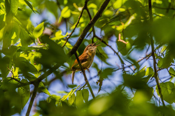 Carolina Wren (Thryothorus ludovicianus)