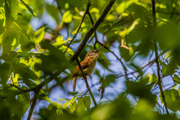 Carolina Wren (Thryothorus ludovicianus)