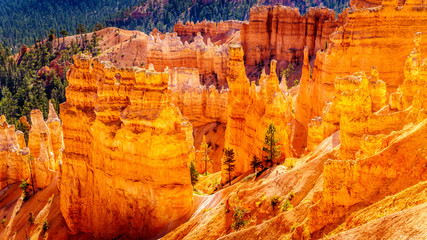 Sunrise over the Vermilion colored Pinnacles, Hoodoos and Amphitheaters along the Navajo Loop Trail in Bryce Canyon National Park, Utah, United States