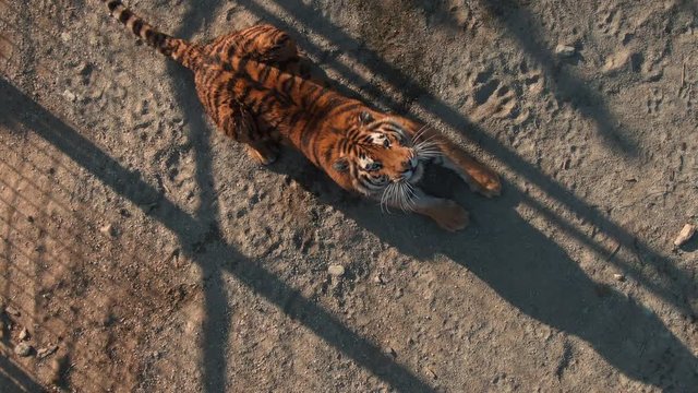 Big dangerous wild tiger lies in its place in the zoo - aerial drone perspective