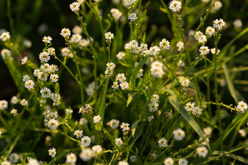 Little white flowers in a clearing in the forest