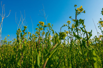 Rapsfeld im Frühling