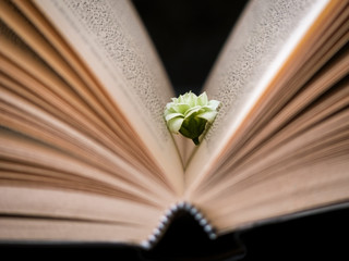 la flor de los libros