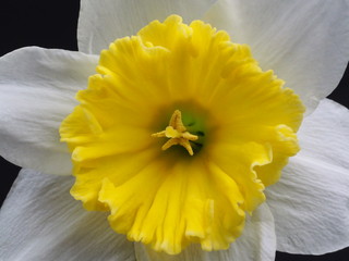 Closeup Shot of White Daffodil with Yellow Center