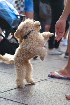 Curly blond poodle dancing for people's amusement