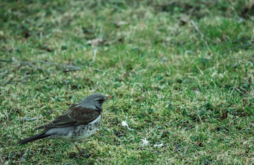 Kwiczoł, Turdus pilaris, średniej wielkości ptak wędrowny z rodziny drozdowatych