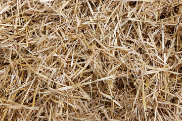 Straw surface. Straw pack texture. Stack of straw texture image. Dry stems photo backdrop. Dry stalks of cereal plants background. Dry stems of cereals in sunny day