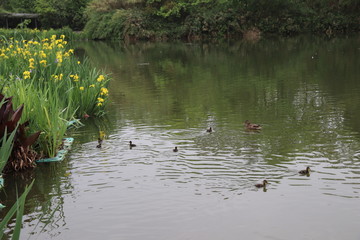 Obraz na płótnie Canvas beautiful duck floating on the a lake surface Chengdu
