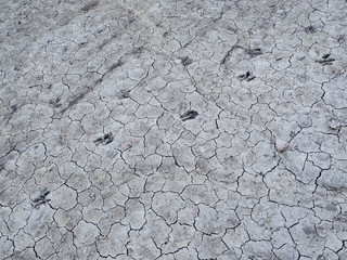 Roe deer foot prints in dried up lake, grey mud, diagonally moving across frame