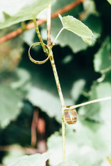 Wedding rings hanging on grape leaves