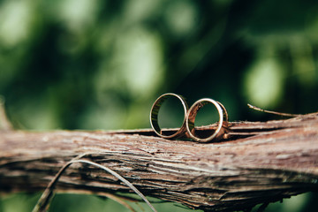 Wedding rings stand on a vine with a blurred green background.
