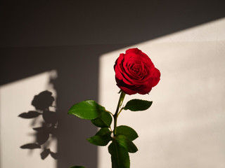 Romantic flower, Red rose, Valentine's day present