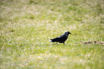 On a sunny day, the jackdaw looks for food in the green grass.