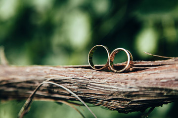 Wedding rings stand on a vine with a blurred green background.