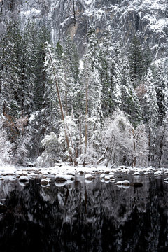 View of river with trees in forest during winter