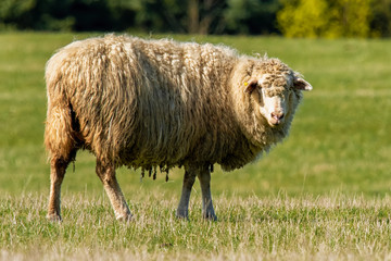 Lone sheep in meadow - spring time